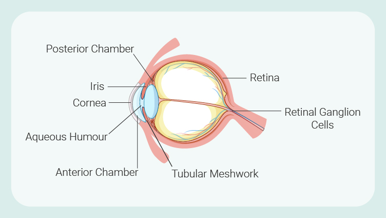 Marihuana y glaucoma: lo que necesitas saber