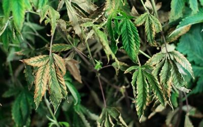 Cómo regar las plantas de marihuana: guía completa
