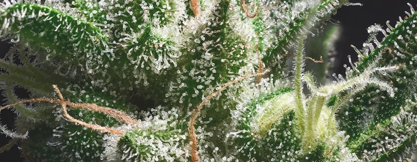 Todo sobre la maduración de los cogollos de marihuana