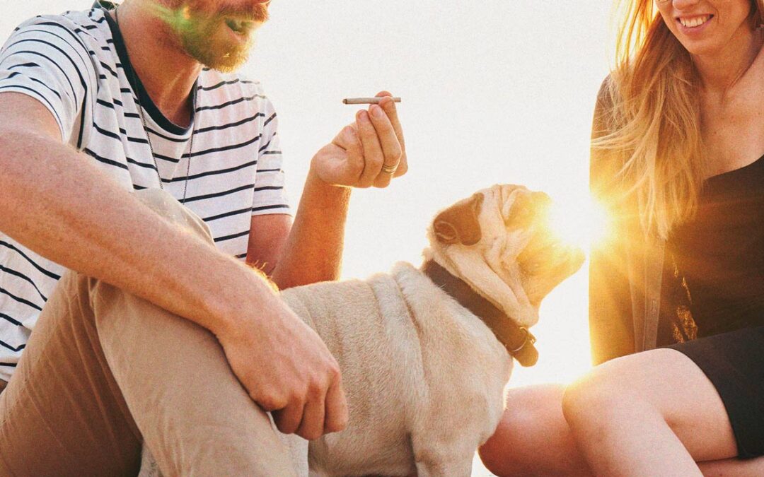 Mascotas y toxicidad del cannabis: qué hacer si tu perro se come tu hierba