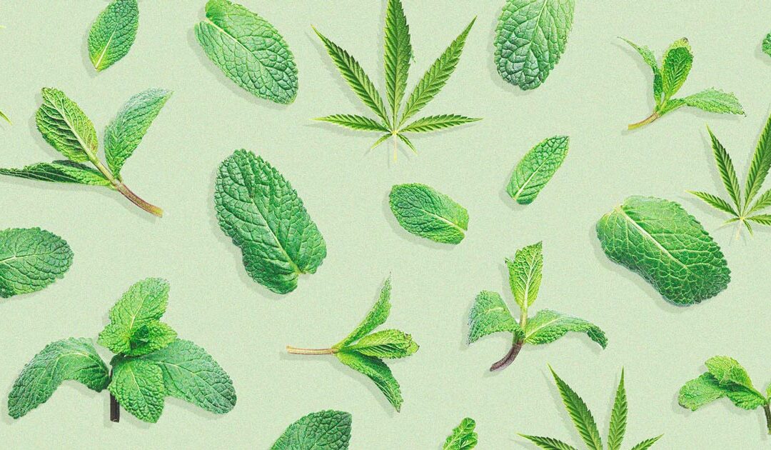 Los beneficios de plantar menta en tu cultivo de marihuana