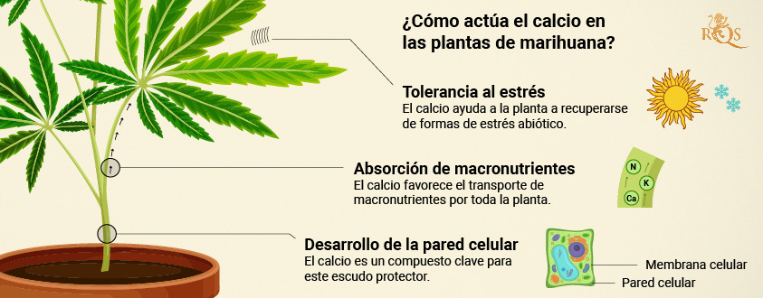 Cal-Mag para la marihuana: todo lo que debes saber