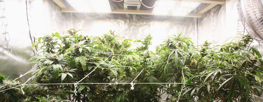 Pros y contras de las luces LEC para cultivar marihuana