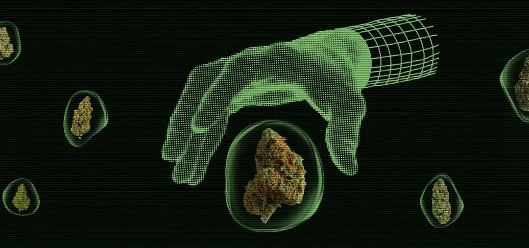 Instrucciones para ayudarte a elegir semillas de marihuana