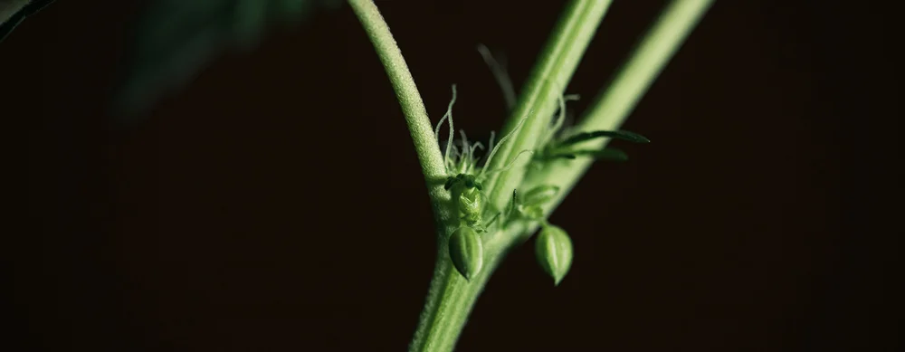La importancia del periodo de oscuridad para cultivar marihuana