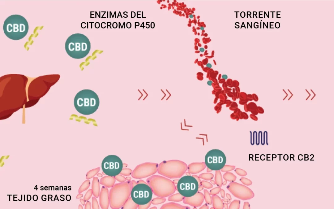 ¿Deberías consumir CBD mientras tomas medicamentos?