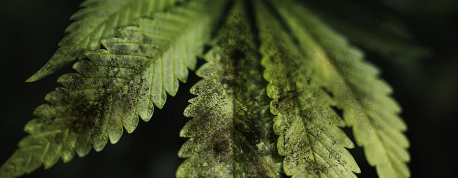 Marihuana y hongo negrilla: cómo tratarlo y prevenirlo