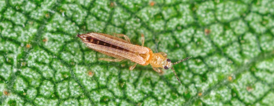 Cómo tratar y prevenir los trips en las plantas de marihuana