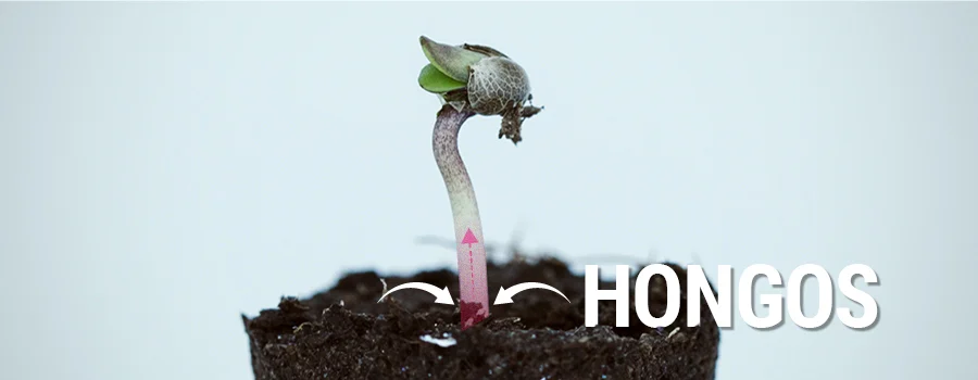 Cómo evitar el marchitamiento fúngico (damping off) al cultivar marihuana