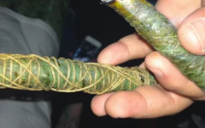 Cómo hacer thai sticks de marihuana