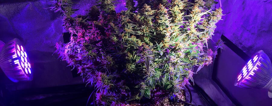 Iluminación inferior y lateral para el cultivo de cannabis