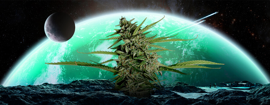 Orion F1: la mejor variedad de marihuana