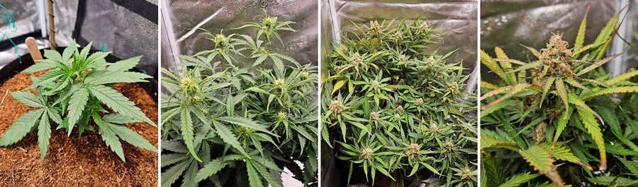 Las 5 variedades de marihuana más populares en España