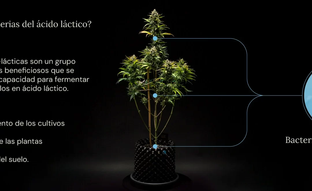 Bacterias ácido-lácticas: Un probiótico para las plantas de marihuana